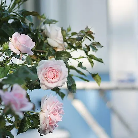 Apartamento Haus Midsommer Timmendorfer Strand